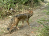 Coyote101709_1059hrs